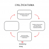 cykl życia turka 3 etap.png